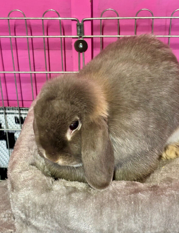 Mini lop female
