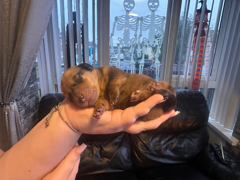 Puppy