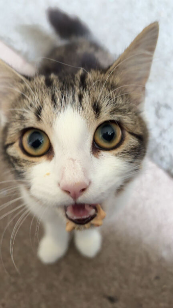 Gorgeous female kitten