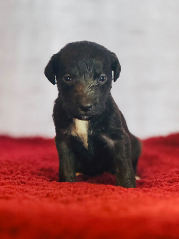 Bedlington x whippet puppies