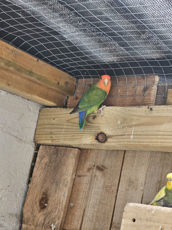 Peach faced lovebird