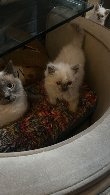 I have two white British shorthair kittens left one is fluffy and the other is short haired