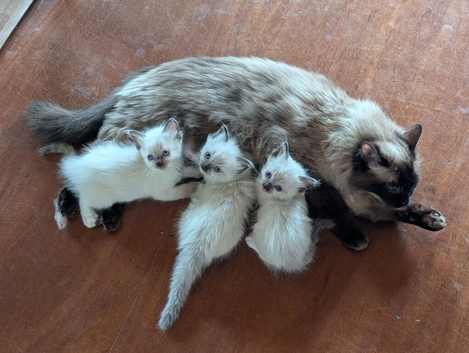 Ragdoll kittens