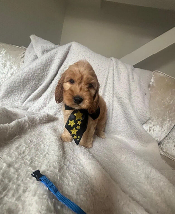 Cockapoo Puppies