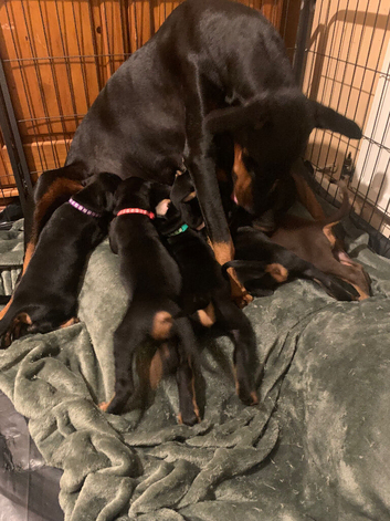 Royal KC Doberman puppies