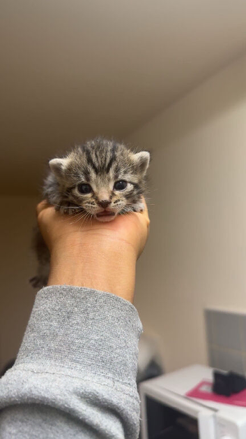 Tabby/short haired 4 month old kittens