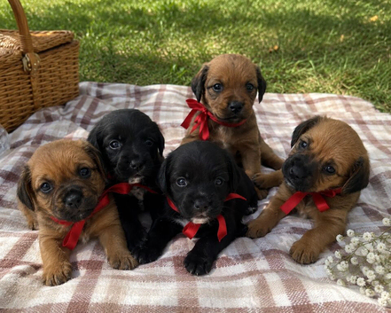 Stunning Cocker Spaniel Puppies &ndash; Raised in Family Home