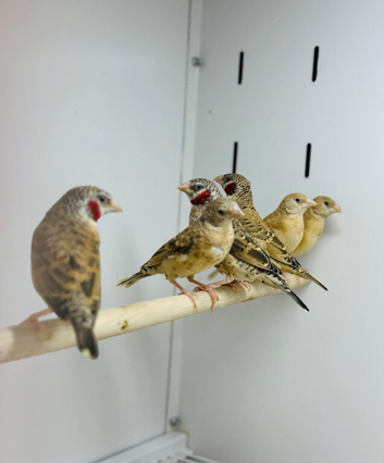 Cut throat finch
