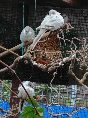 Diamond doves and elegants