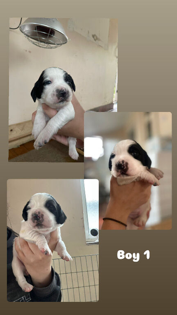 KC registered springer spaniel pups