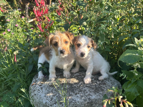 Jack Russel puppy