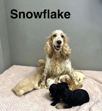Snowflake beautiful litter of cockapoo