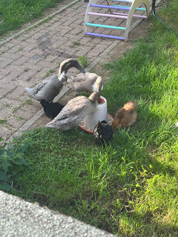 Indian Runner Ducks & Silkie Chickens