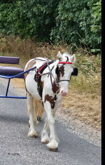 Quick Hitch Driving Harness by Racing Tack