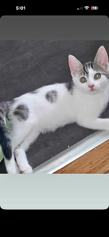 Beautiful kitten for sale