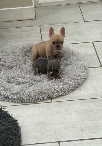 Stunning french bulldog babies (ready now)