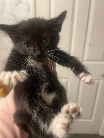 3 Black and white kittens