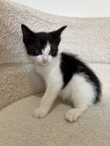 2 female kittens