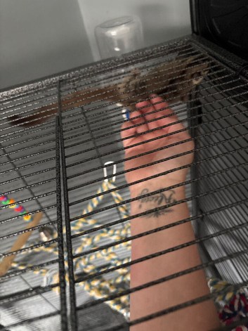 Male and female suger gliders