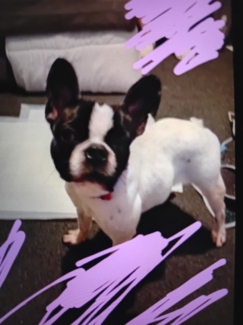 Selling a 1yr old frug female