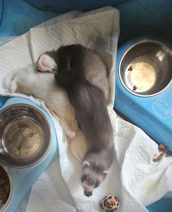 3 male ferrets 12 weeks old with 8 foot hutch