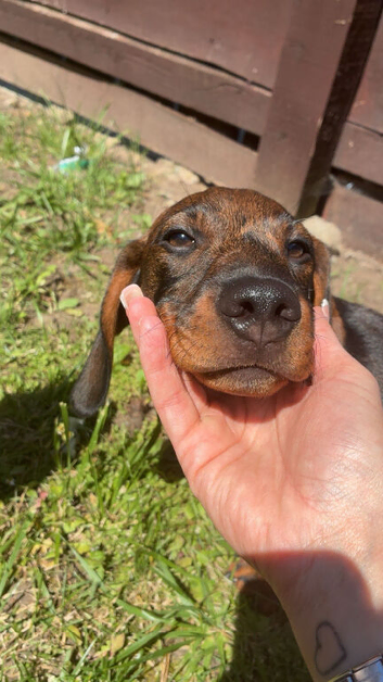 Black and Tan daschund