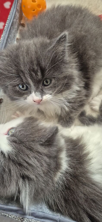 Ragdoll cross kittens