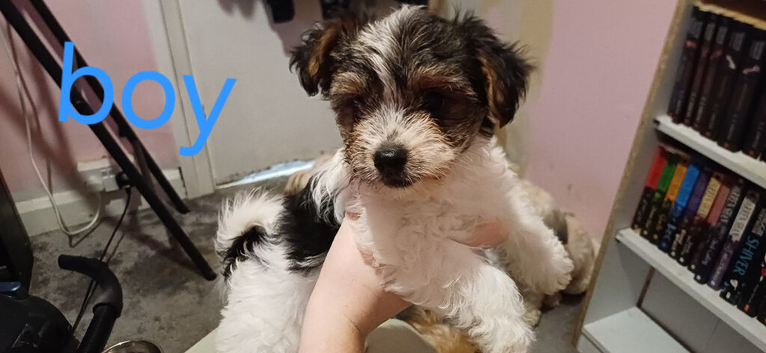 Puppies for sale