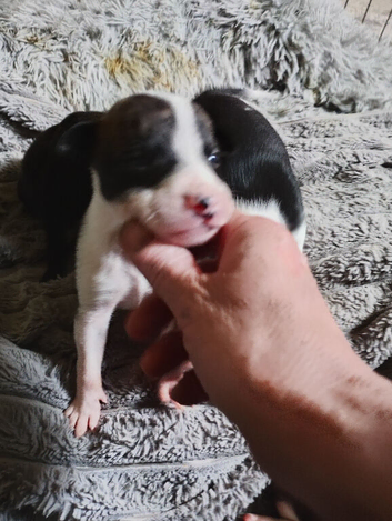 Bullurcher cross Staffy pupps