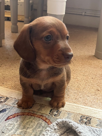 2 male puppies left