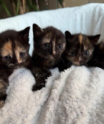 BEAUTIFUL BRITISH SHORTHAIR KITTENS SEEKING THEIR LOVING HOMES