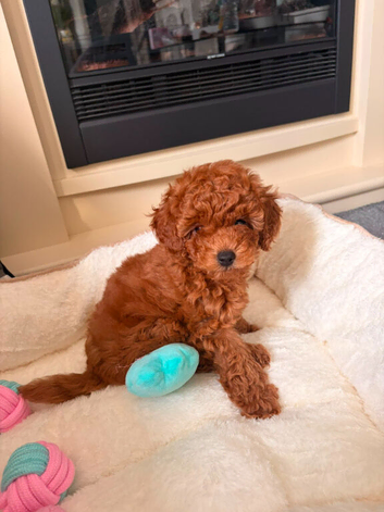 Kc registered red toy poodle