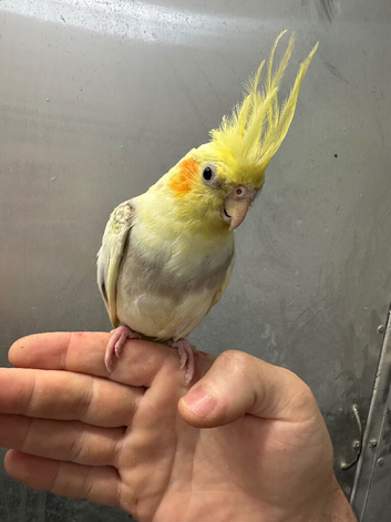 &pound;250 each hand reared baby cockatiels available