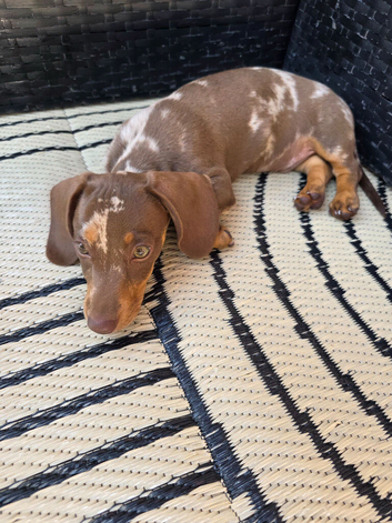 Mini Dachshund for sale