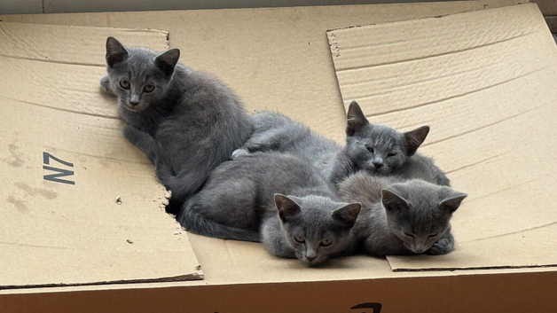 4 babies girls Russian Blue