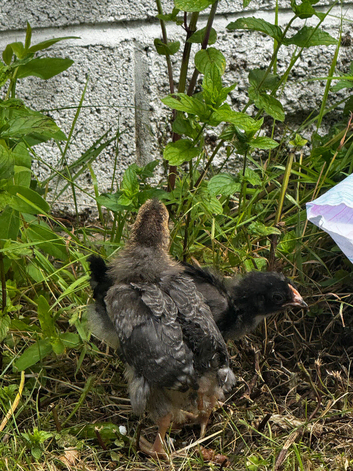 2 chicks.. 1  Marbars & 1 Cream Legbar
