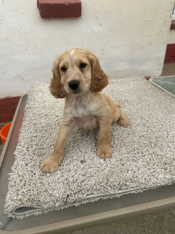 Working cocker puppy