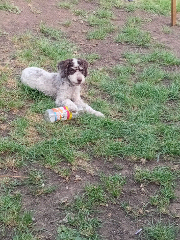 11month old cockapoo