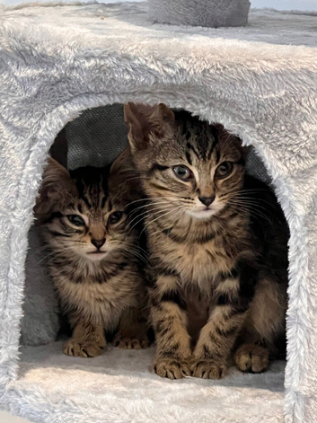 british Shorthair Tabbys