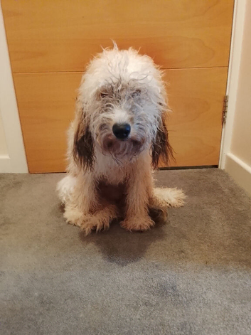 I am selling a dog