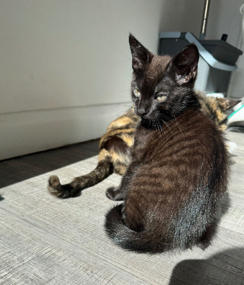 Cute kitty looks for new home