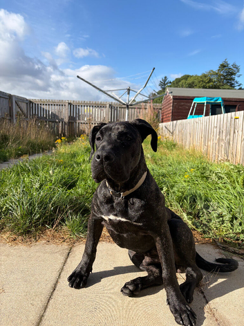 Presa Canario Puppy