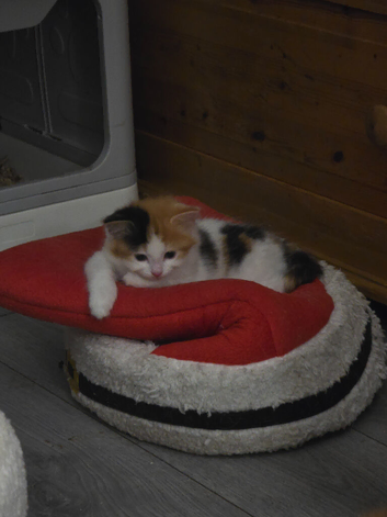 Female kitten