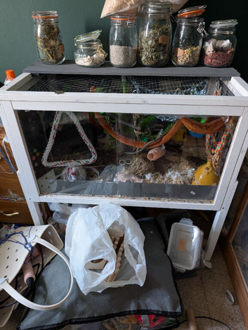 1 male mouse and full setup