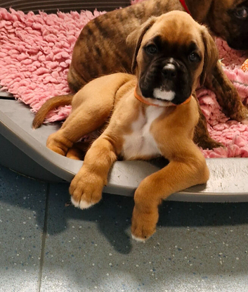 BEAUTIFUL KC PUPPIES