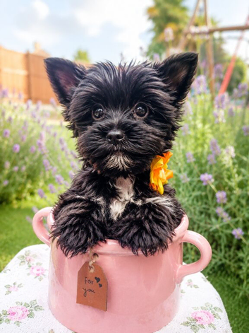 Only two left! Mini Black Yorkshire Terrier