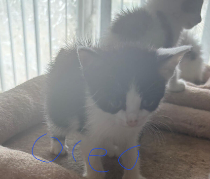Domestic shorthair kittens