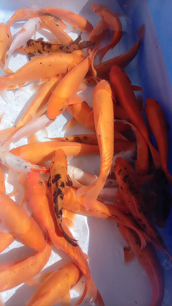 Koi fish