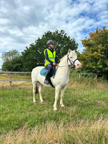 Benny 5yo Allrounder Gelding