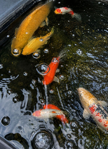 Goldfish outdoor pond various beautiful colours large sizes up around 9 inches all young plenty of life in them